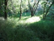 7.27.06 Oaks Bottom 013 